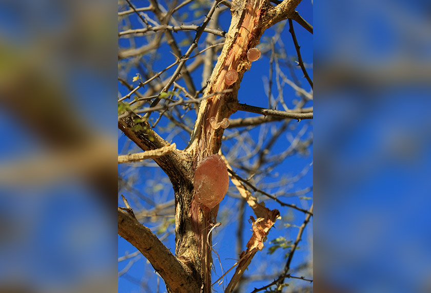 Gum Arabic is seen on an Acacia tree in the western Sudanese town of El-Nahud that lies in the main farming state of North Kordofan. - REUTERS
