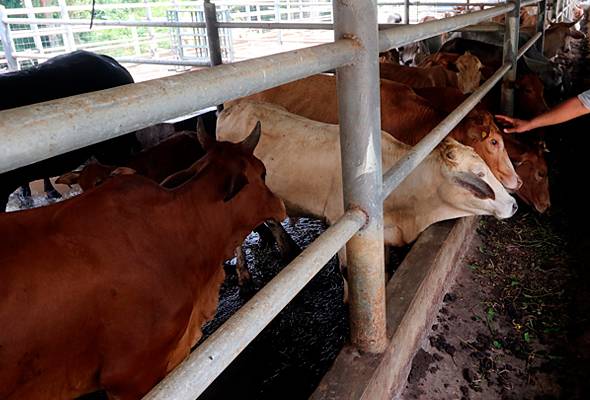 Aidiladha: Bekalan ternakan korban mencukupi