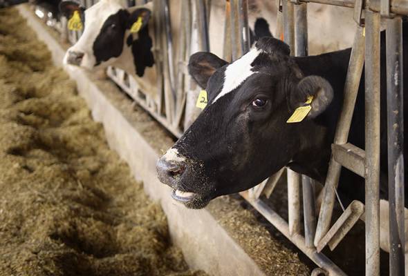 81745821094_LEMBU.jpg