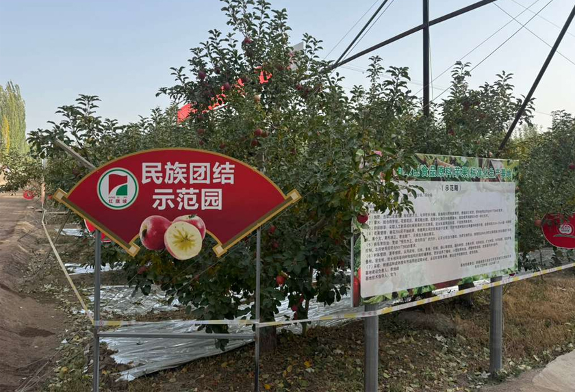 Melawat Ladang Hongqipo ditubuhkan sejak 1958. Dianggarkan jumlah hasil pengeluaran epal mencecah 300,000 tan setahun.