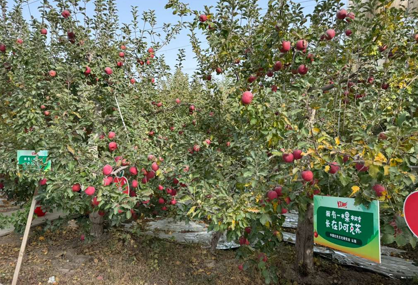 Kerana keunikannya, epal dari Aksu telah menjadi jenama terkenal.