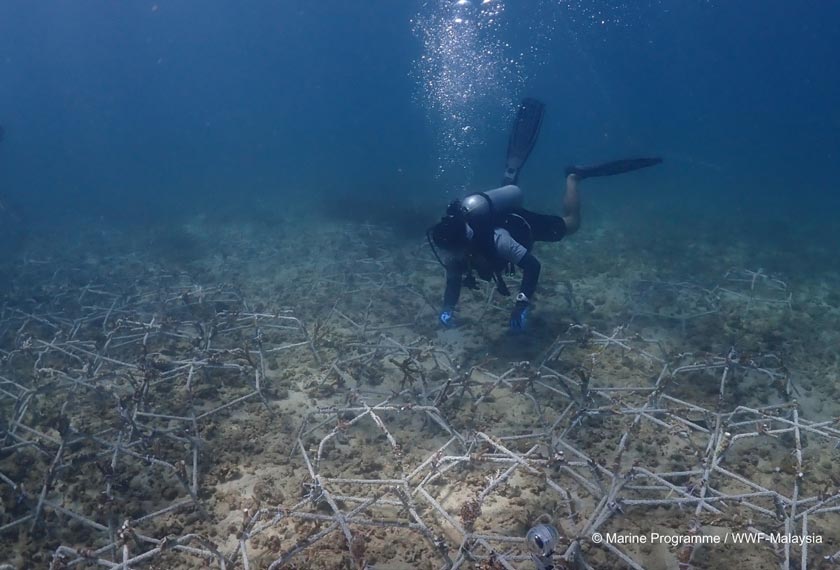Rangka terumbu (Reef Stars) yang telah diikat serpihan karang dipantau oleh penyelam komuniti terlatih. - Marine Programme/WWF-Malaysia