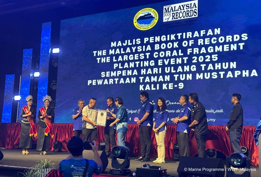 Taman Tun Mustapha cipta rekod pemulihan penanaman serpihan karang terbesar negara diiktiraf Malaysia Book of Records sempena ulang tahun pewartaan TTM yang ke-9. - Marine Programme/WWF-Malaysia