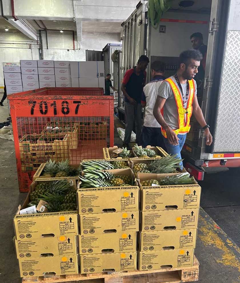 Proses pengeksportan nanas jenis MD2 ke Osaka. - Foto LPNM