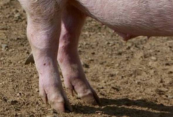 Thailand keluar amaran elak daging babi mentah selepas 'deafness fever' ragut tiga nyawa