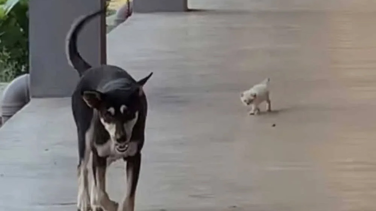 Mahkamah tolak saman pemula empat aktivis dalam kes kematian 'Kopi' 