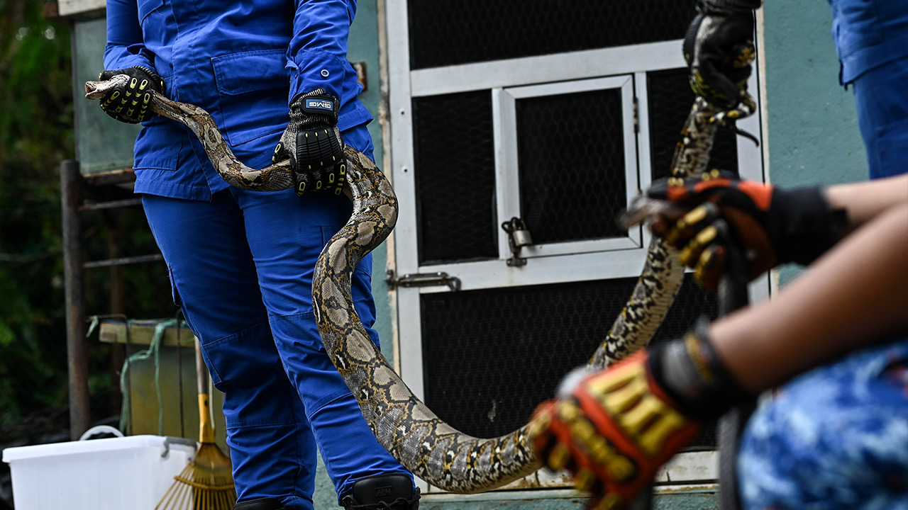 APM Terengganu kendali 1,700 kes ular dalam tempoh hampir dua bulan
