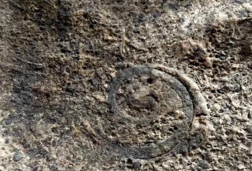 Antara fosil yang ditemui aktivis KVW di puncak batu kapur di Batu Gajah.