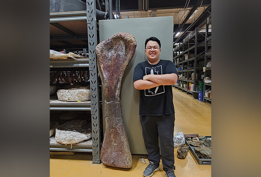 Researcher Thitiwoot Sethapanichsakul poses with a front leg bone, or humerus, of the Cretaceous Period sauropod dinosaur Nagatitan chaiyaphumensis at the Sirindhorn Museum in Kalasin Province, Thailand, in 2024, in a photograph released on May 14, 2026. Thitiwoot Sethapanichsakul/Handout via REUTERS THIS IMAGE HAS BEEN SUPPLIED BY A THIRD PARTY. NO RESALES. NO ARCHIVES. MANDATORY CREDIT