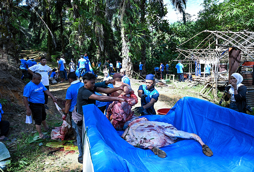 IPOH, 30 Mei -- Masyarakat Orang Asli bergotong-royong pada Program Korban Perdana Aidiladha dan Kenduri Rakyat 2026 Peringkat Rancangan Penempatan Semula (RPS) Ulu Kinta di Perkampungan Orang Asli Kampung Makmur, hari ini.  Perdana Menteri Datuk Seri Anwar Ibrahim menyumbangkan lapan ekor lembu kepada kira-kira 2,000 penduduk daripada tujuh perkampungan Orang Asli di Ulu Kinta bersempena ibadah korban Aidiladha tahun ini.  --fotoBERNAMA (2026) HAK CIPTA TERPELIHARA