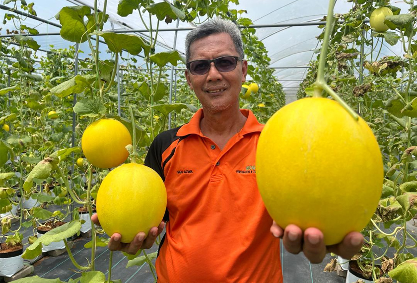 Peminat buah 3M, Ana Sarah Azmanizam teruja memetik sebelum membayar buah berkenaan diLadang 3M di Kampung Gelong Gajah, Machang, Kelantan. - Gambar Astro AWANI