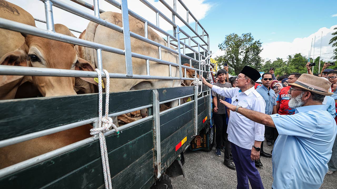 Aidiladha: PM Anwar sumbang 260 ekor lembu korban untuk Parlimen Permatang Pauh