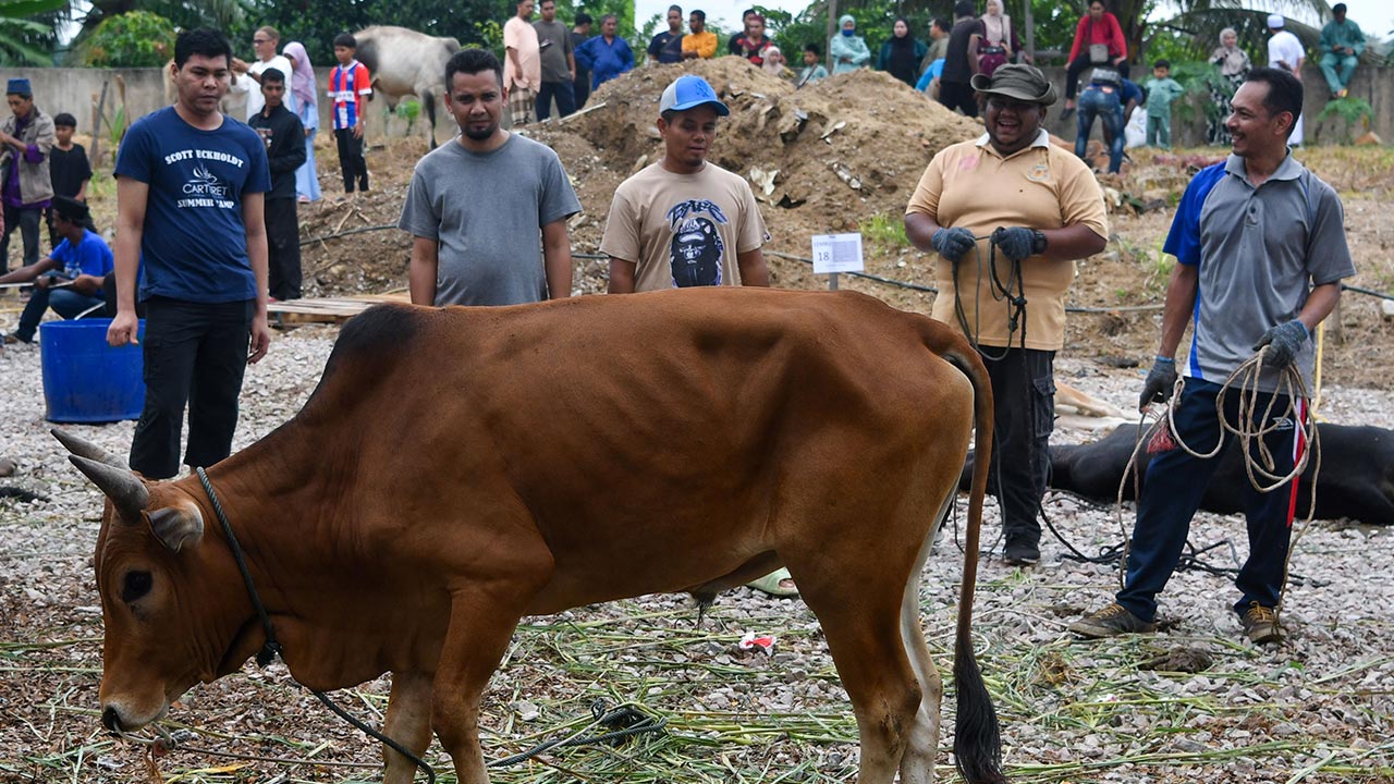 Lebih 27,000 lembu dibawa masuk untuk bekalan sempena Aidiladha - MAQIS