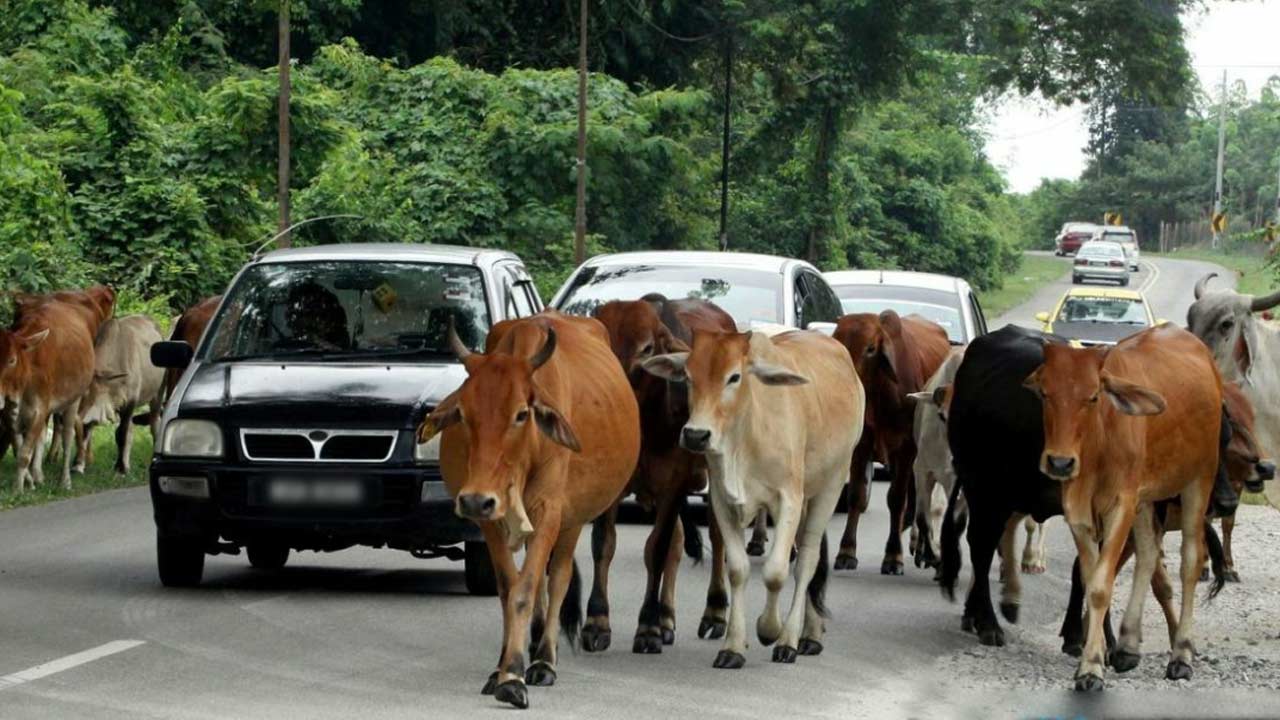 Kos penternakan tinggi punca amalan lepas bebas lembu masih berlaku di Kelantan