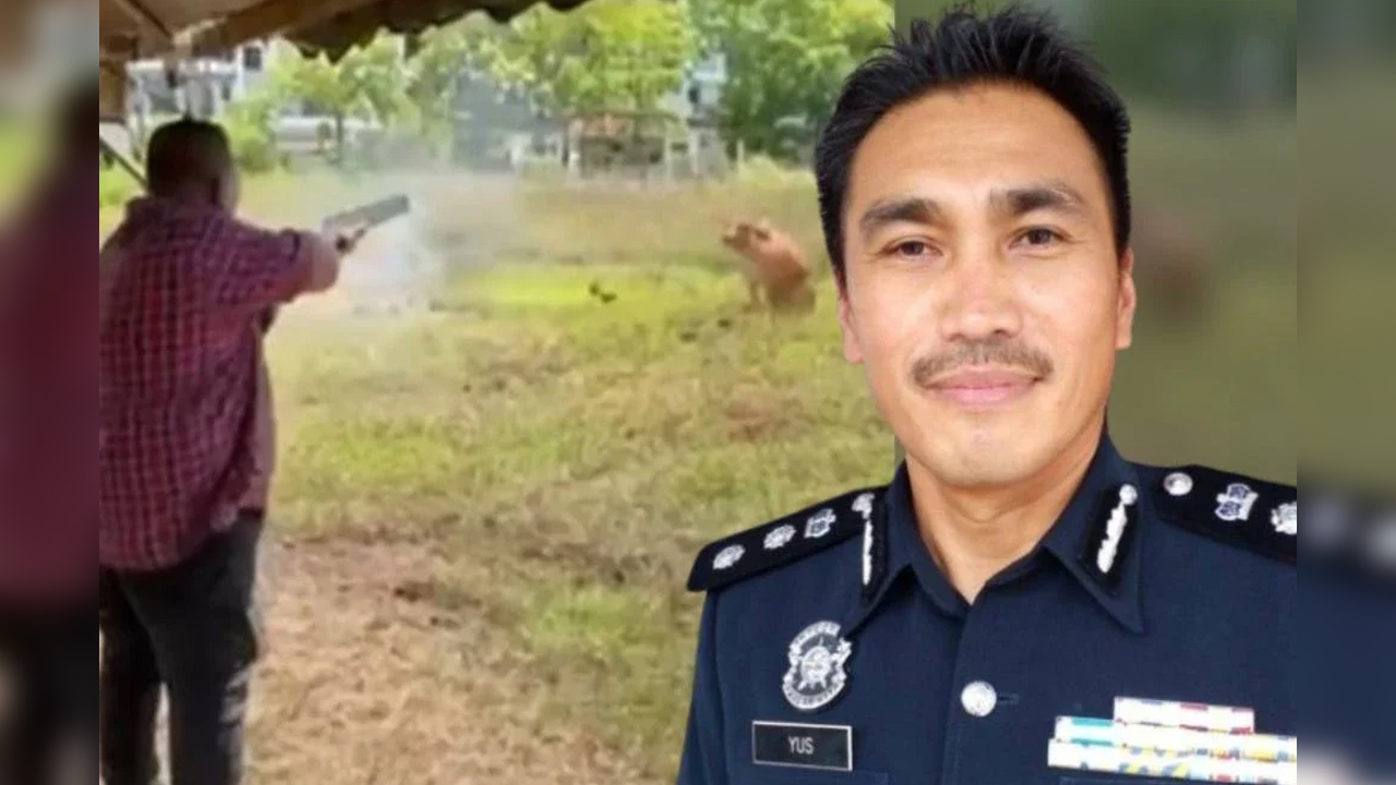Polis rakam keterangan MB Perlis, rampas senjata api berhubung video tular tembak lembu