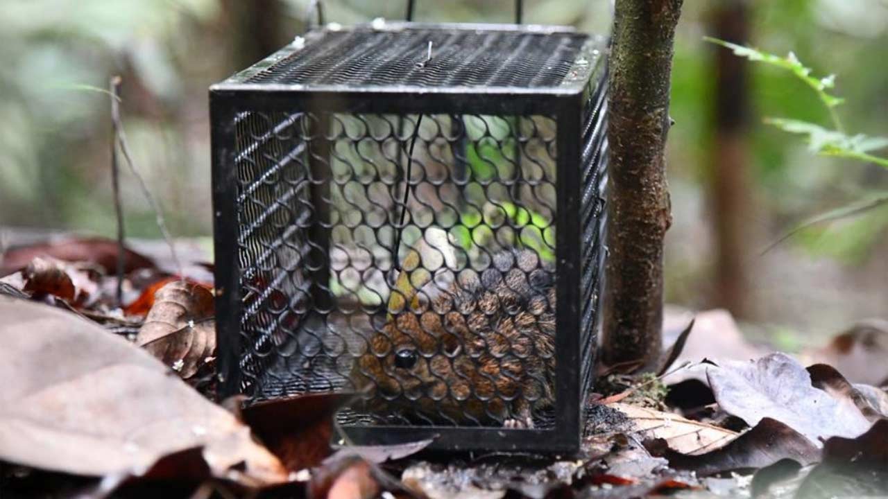 Periuk kera 'Nepenthes rafflesiana', enggang badak antara spesies direkodkan di CFS Johor