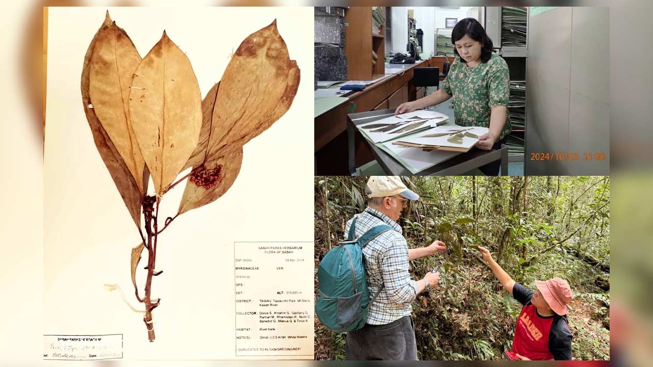 Spesies baharu tumbuhan 'Ardisia Condensiflora' ditemui di Tawau
