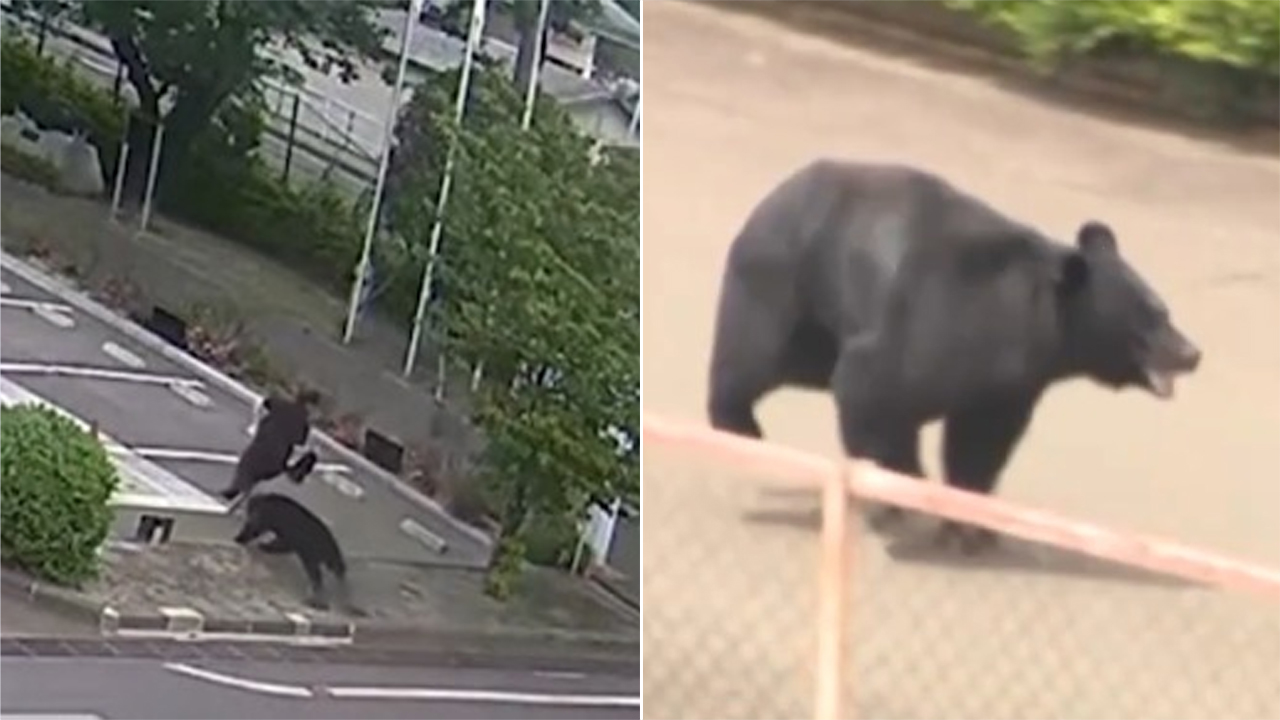 Beruang serang empat mangsa, buka pengunci tingkap lari dari kilang di Fukushima