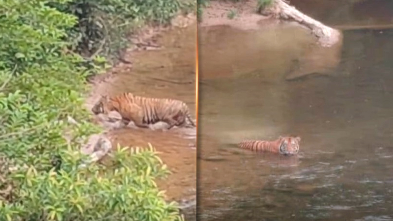 Perhilitan sahkan terima aduan kemunculan harimau 