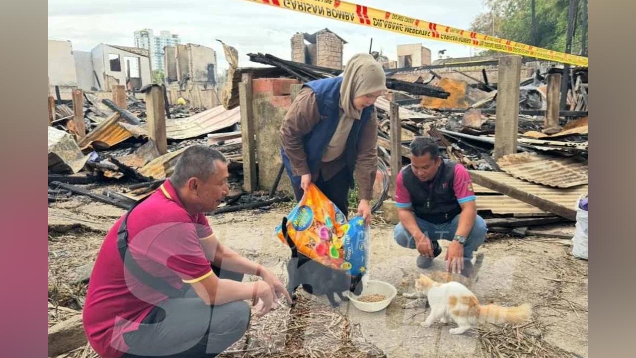 Kebakaran Gok Kapur: JPV rawat kucing cedera, salur bantuan 