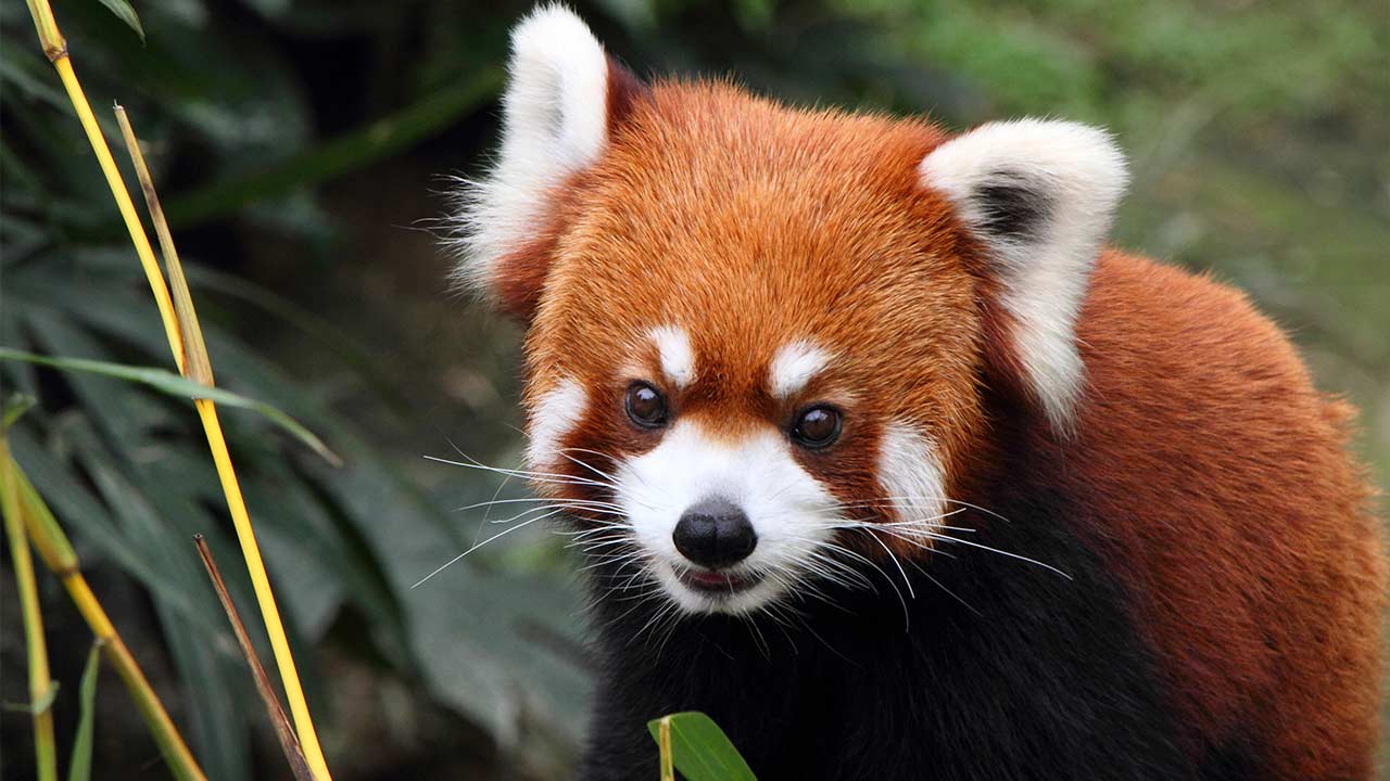 Zoo Taipei terima dua panda merah dari Shanghai
