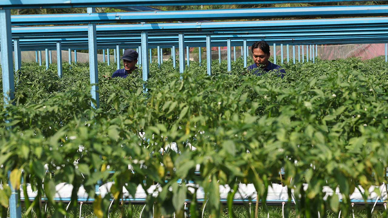 KULAI, 18 Ogos -- Pengurus Ladang Syarikat Tunas Grow Synergy Sdn Bhd, Muhamad Faqihiddin Syah Muhamad Khalil,33, (kanan) dan Muhammad Rohib Abu Bakar, 23, ketika membersihkan cili-cili yang ditanam diladang seluas 0.61 hektar (1.5 ekar) di Kampung Ayer Manis, Sedenak ketika ditemui BERNAMA baru-baru ini.  Ladang yang menempatkan sebanyak 8,800 anak pokok cili varieti 461 itu mampu menghasilkan tuaian mencecah lapan hingga 10 tan bagi satu musim pengeluaran.  --fotoBERNAMA (2026) HAK CIPTA TERPELIHARA