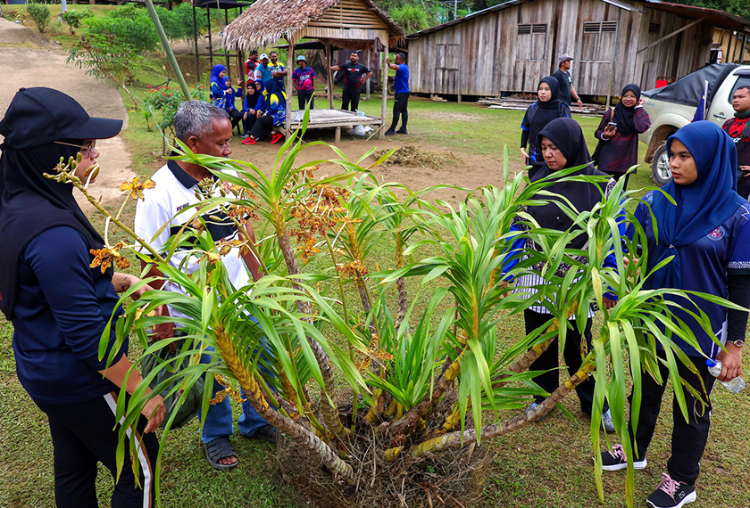 GUA MUSANG, 18 Ogos -- Orkid harimau yang sedang mekar berbunga milik pekebun kecil, Razali Ayeh, 51, ketika ditemui pemberita di Kampung Redip di sini.  Penantian bertahun-tahun untuk melihat orkid harimau kembali berbunga membuatkannya tidak tergamak menjual tumbuhan eksotik itu walaupun terdapat pengunjung yang berminat untuk membelinya.  Orkid harimau atau nama saintifiknya Grammatophyllum speciosum yang ditanam sejak 2011 itu hanya berbunga sekitar lapan tahun sekali, menjadikan kemunculan bunganya ses