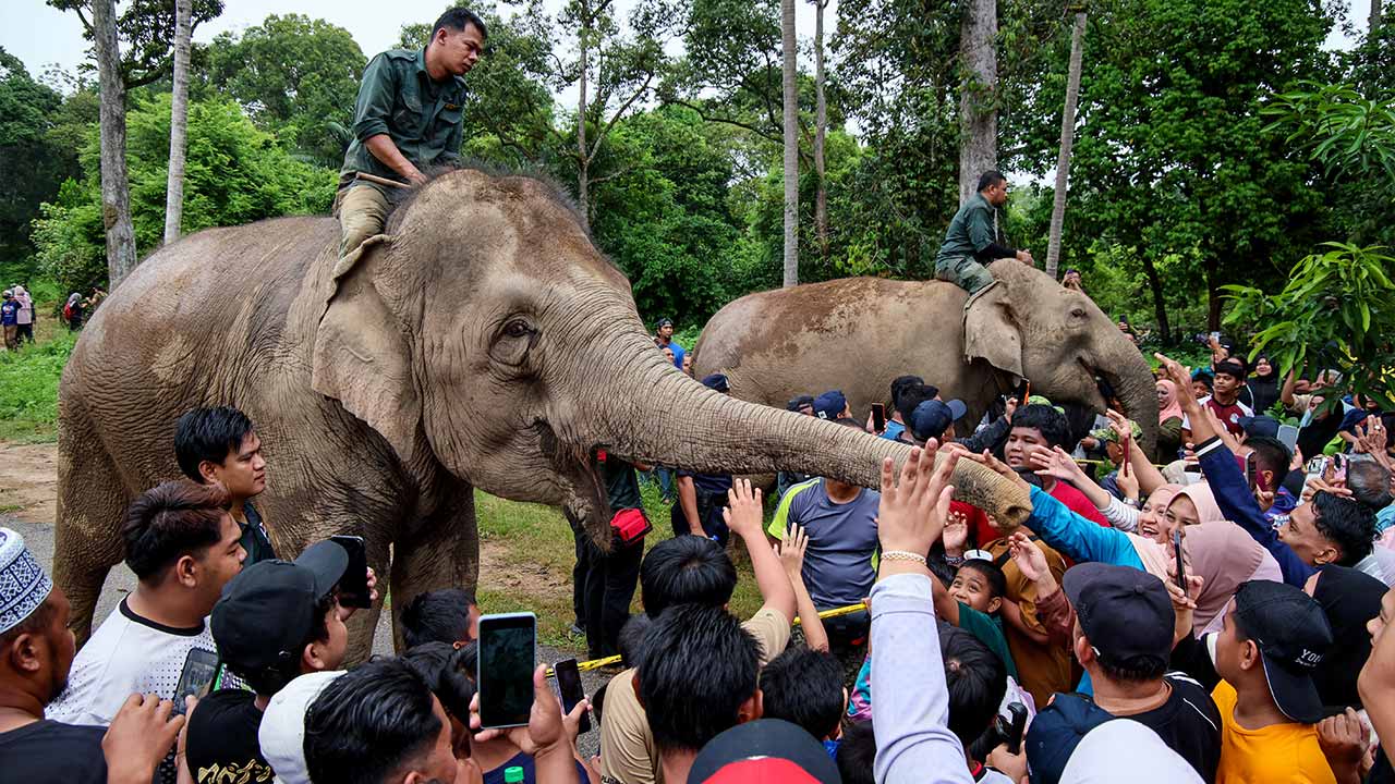 KUALA TERENGGANU, 25 Ogos -- Orang ramai tidak melepaskan peluang untuk melihat dengan lebih dekat dua ekor gajah denak betina iaitu Suria dan Indah dari Pusat Konservasi Gajah Sungai Deka, Hulu Terengganu selepas operasi memindahkan seekor gajah liar betina di Kampung Jeram, Manir hari ini.  Operasi memindahkan gajah tersebut bermula pada pukul 8 pagi dan selesai pada 10.30 pagi tadi sebelum haiwan berkenaan dibawa untuk dilepaskan di Taman Negeri Royal Belum, Perak.  Gajah berkenaan dilaporkan berada dala