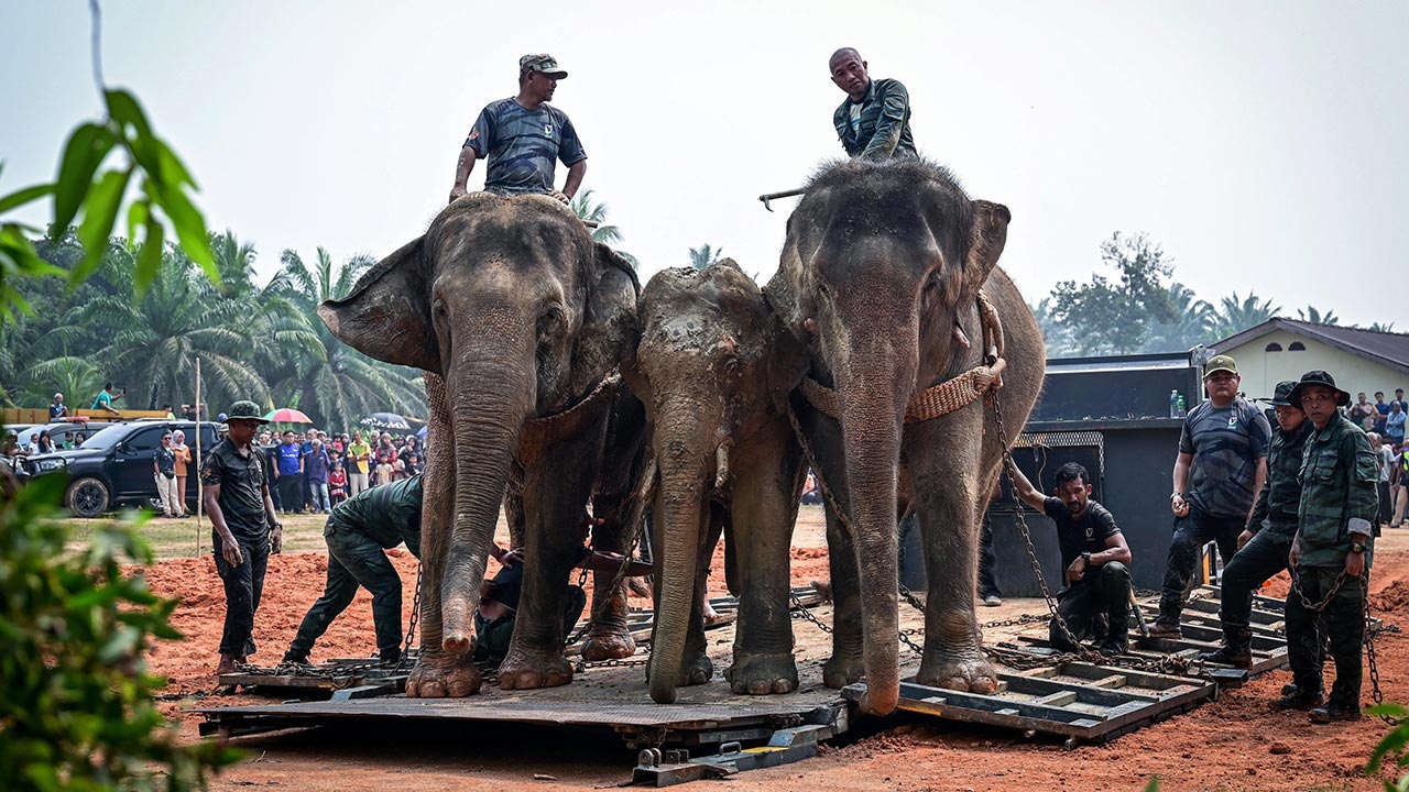 KUALA BERANG, 16 Sept - Jabatan Perlindungan Hidupan Liar dan Taman Negara (Perhilitan) hari ini berjaya memindahkan seekor gajah jantan yang menceroboh masuk ke kawasan kebun dan penempatan penduduk di Kampung Kolam hari ini. Operasi menggunakan bantuan dua gajah denak itu mengambil masa sekitar tiga jam disebabkan beberapa faktor termasuk cuaca dan keadaan persekitaran. Gajah yang diberi nama Awang Kolam oleh penduduk tempatan itu berjaya ditangkap pada 10 September lepas dan dijinakkan oleh dua denak bet