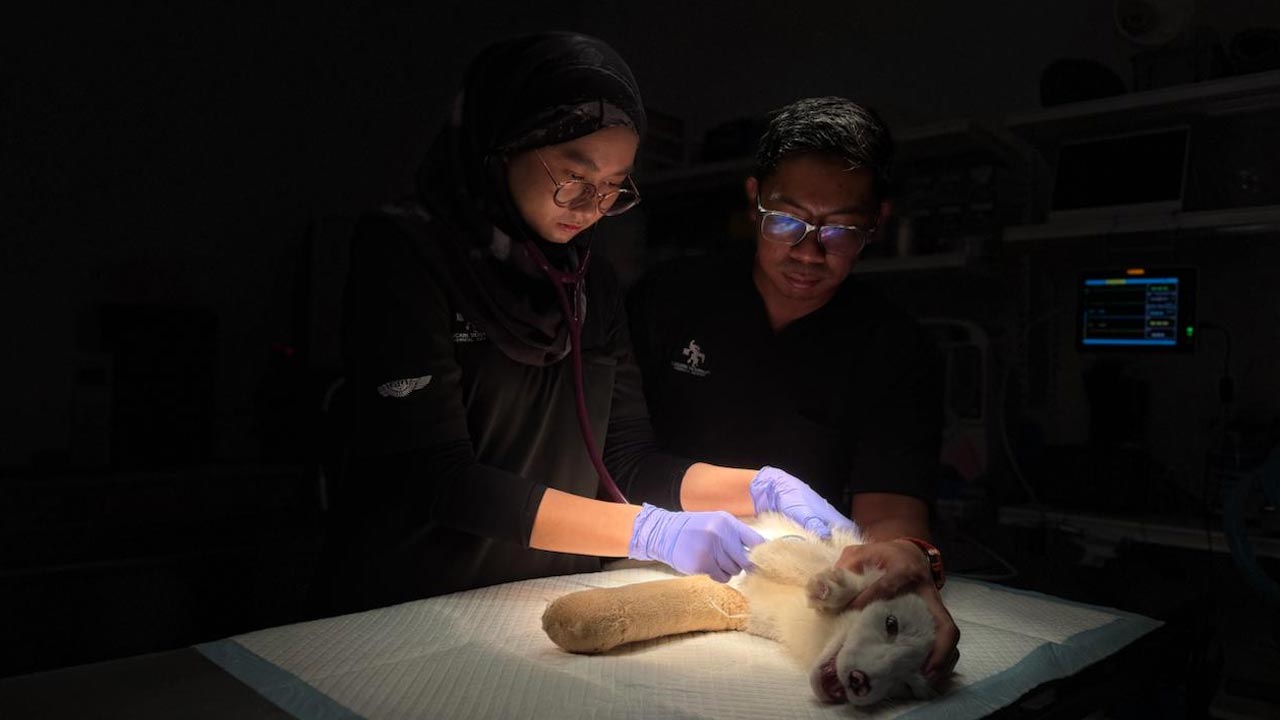Klinik Veterinar, Haiwan, Eksotik -- Astro AWANI/Seth Akmal